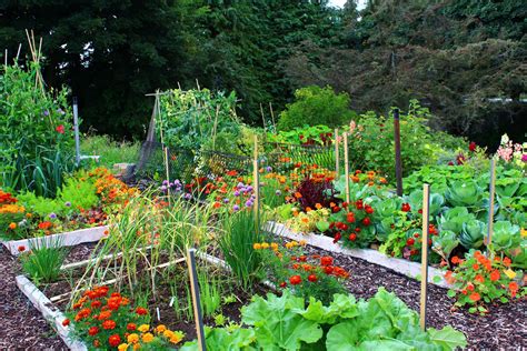 Garden patch - Sow your seeds at two-inch intervals, cover with a layer of compost and water well. Transfer the seedlings to pots and when they’re bigger and the weather is warmer, you can plant …